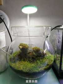 苔藓小缸