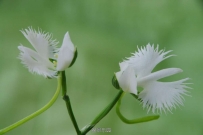 ˫