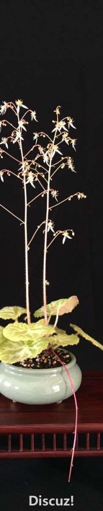 һû
