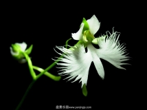 衿